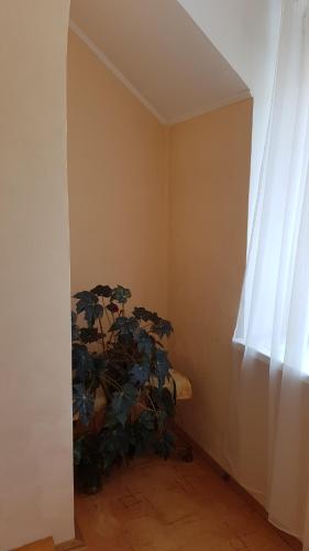 a room with a plant in the corner with a window at Lara in Solochin