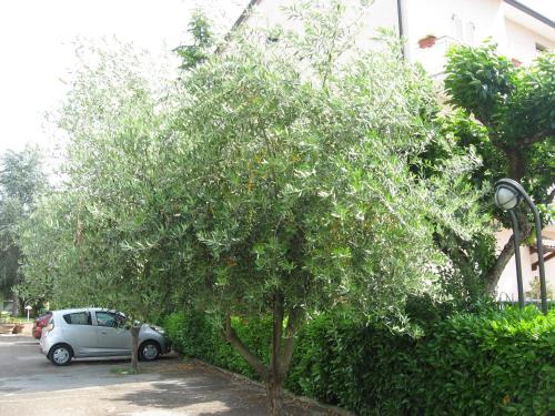 a small tree in a parking lot next to a car at Campiglione Hotel in Bastia Umbra