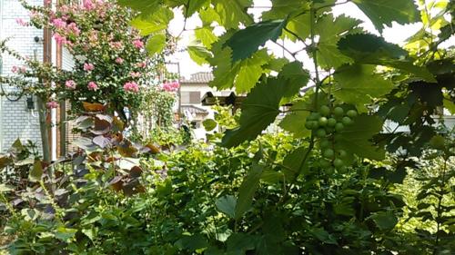 a bunch of green grapes hanging from a tree at "Cherry House" is Direct to Narita,Haneda AP, Disney, Asakusa, Skytree Tower, Tokyo in Matsudo