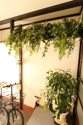 a plant hanging from a wall next to a bike at GUEST HOUSE E-NINE in Kyoto