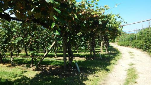 a dirt road in an apple orchard with trees at Agriturismo B&B Corte Tonolli in Valeggio sul Mincio