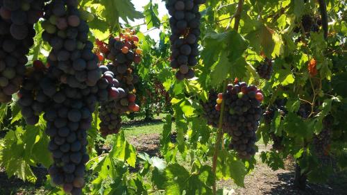 a bunch of grapes hanging in a vineyard at Agriturismo B&B Corte Tonolli in Valeggio sul Mincio