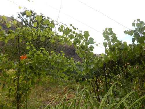 a row of green plants in a field at Nato Gesthouse in Uraveli in Akhaltsikhe