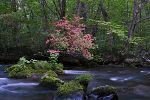 a tree with pink flowers in the middle of a river at Oirase Guest house KEIGETSU in Towada