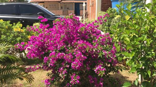 a bunch of purple flowers in a garden at Chalé Temporada Porto dos Lençóis - Lençóis Maranhenses in Barreirinhas