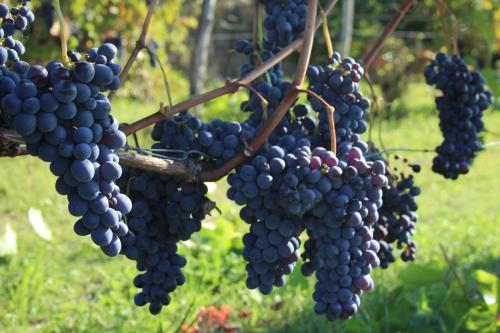 a bunch of grapes hanging from a tree at Azienda Agricola Garoglio Davide in Alfiano Natta