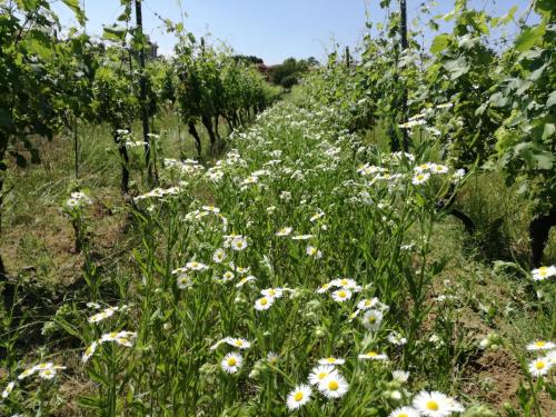 a field of daisies in a field with trees at Azienda Agricola Garoglio Davide in Alfiano Natta