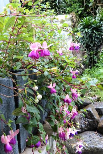 a group of pink flowers growing on some rocks at Hotel Termales Tierra Viva in Manizales