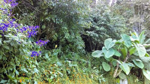 a garden with lots of plants and purple flowers at Hotel Termales Tierra Viva in Manizales