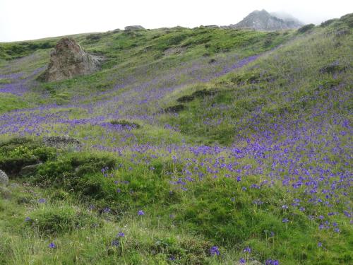 a field of purple flowers on a hill at Le balcon des cimes in Adast
