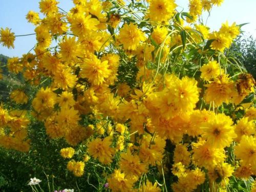 a bunch of yellow flowers in a field at Hotel Zenit Satovcha in Satovcha