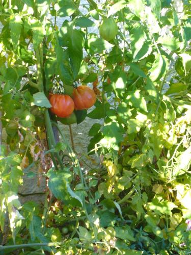 a group of tomatoes growing on a tree at Sonnwirtstöckl am See in Sankt Gilgen