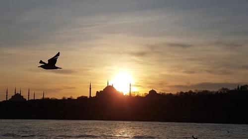 a bird flying over the water at sunset at Hotel Peninsula in Istanbul