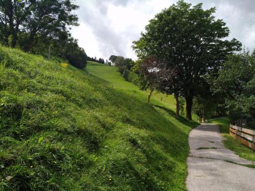 a path on a grassy hill with trees on it at Ferienwohnung Gassenhof in Matrei in Osttirol