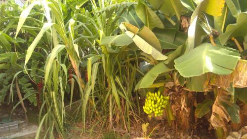 a bunch of bananas hanging from a banana tree at villa siber in Port-Louis