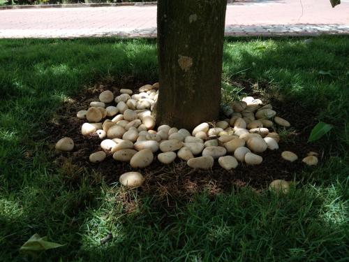 a bunch of mushrooms around a tree in the grass at Harum Manis Country House in Kangar