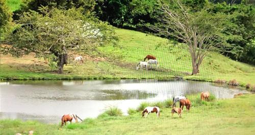 a group of horses grazing next to a pond at La Ferme des Etangs in Rivière-Salée
