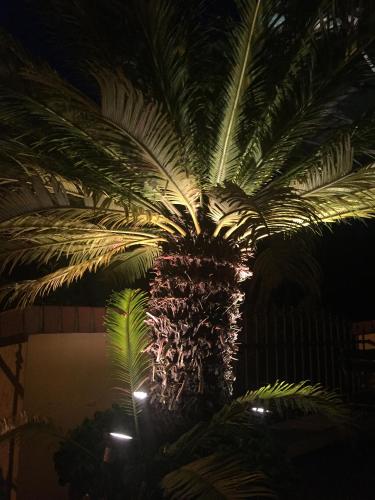 a palm tree with lights on it at night at Hotel BB Bahnhof Bertsdorf in Olbersdorf