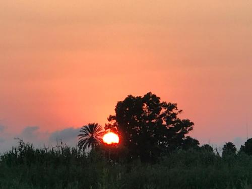 a sunset over a field with a palm tree at Oasis Paradise in Denia