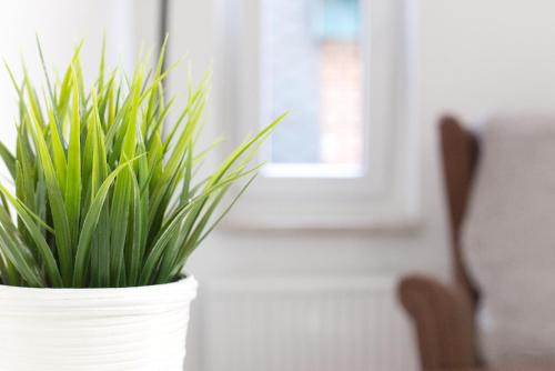 a plant in a white pot next to a chair at Pfannkuchenhaus Fehmarn in Burg auf Fehmarn