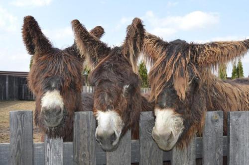 Animales en el bed & breakfast o alrededores