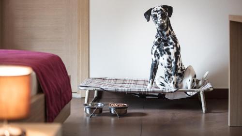 a dog sitting on a chair in a bedroom at Hotel Adria in Lignano Sabbiadoro