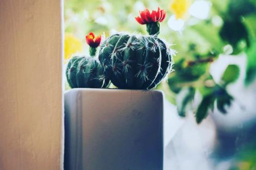 a vase with three cactuses in it at Boutique Hotel Sant'Andrea & Relais in San Pantaleo