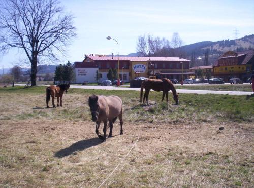 Zvířata v motelu nebo okolí
