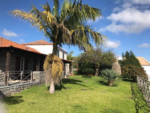 a palm tree in front of a house at Casa dos Reis in Calheta