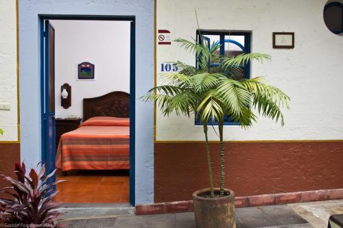 a palm tree in a pot next to a bedroom at Posada del Cafeto in Xalapa