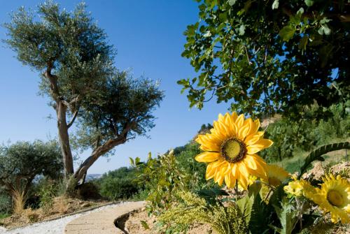 a sunflower on the side of a path at Agriturismo Il Falco in SantʼElpidio a Mare
