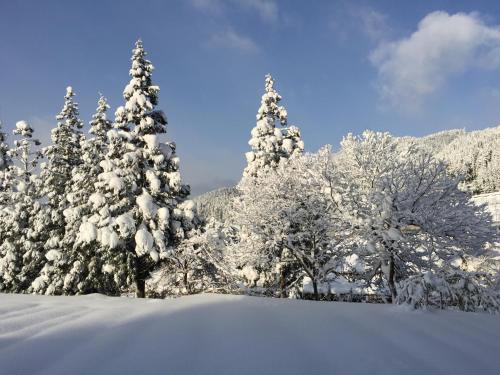 a group of trees covered in snow at Kozaemon in Gujo