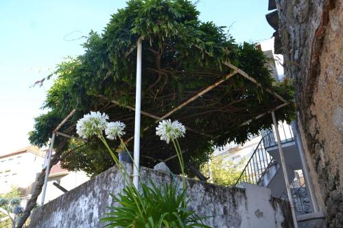 a bunch of plants on top of a wall at Casa da Ponte do Arrocho in Loriga