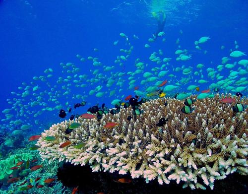a coral reef with fish in the ocean at Mercure Maldives Kooddoo - Adults - Only Escape - 50 percent off Transfers in Gaafu Alifu Atoll