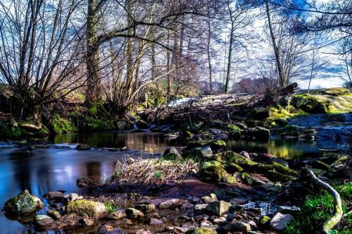 a stream with rocks and trees in a forest at Ferienwohnung Mörlenbach in Mörlenbach