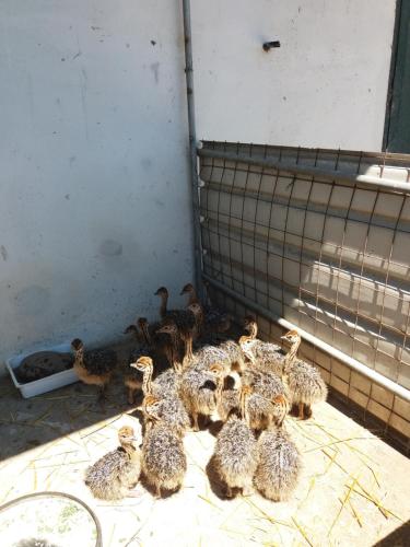 イェーゾロにあるAgriturismo Antiche Muraのギャラリーの写真