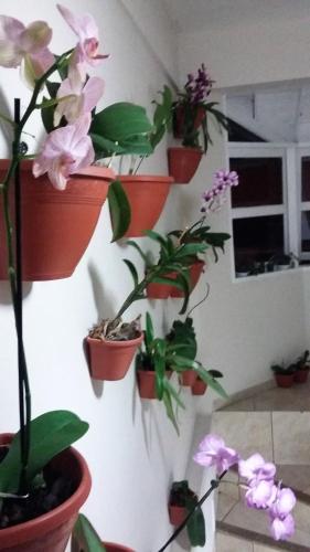 a group of potted plants on a wall at Recanto da Sol in Florianópolis