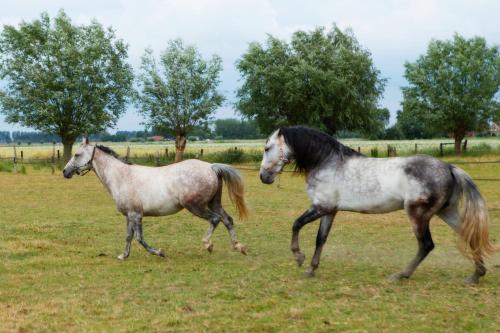 two horses are walking in a field at Het Zoete Pèèrd in Groede