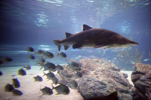 a group of fish swimming in an aquarium at O'guest in Haeundae in Busan