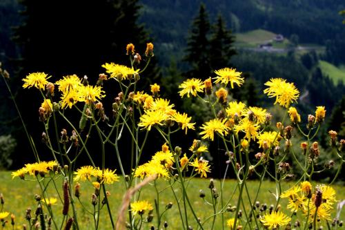 a bunch of yellow flowers in a field at Hanserhof in Zell am Ziller