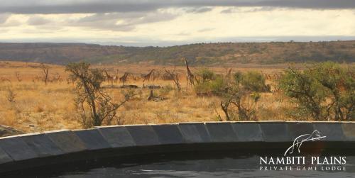 a bridge over a body of water in a field at Nambiti Plains Lodge in Nambiti Private Game Reserve