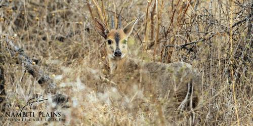 a deer is standing in the tall grass at Nambiti Plains Lodge in Nambiti Private Game Reserve