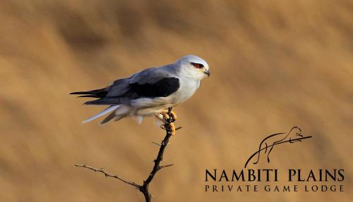 a bird perched on top of a tree branch at Nambiti Plains Lodge in Nambiti Private Game Reserve