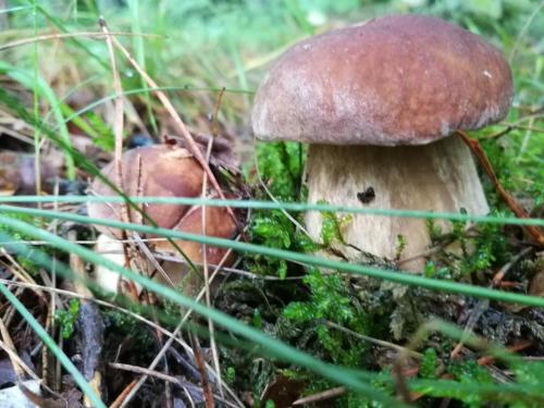 a mushroom on the ground in the grass at Likimo ratas in Paliepis