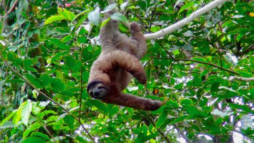 a brown sloth hanging from a tree at Hidden Jungle Beach House in Puerto Viejo