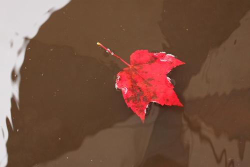 a red maple leaf floating in the water at Colonial Bay Motel and Cottages in Huntsville