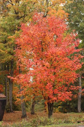 a red maple tree in a park in the fall at Colonial Bay Motel and Cottages in Huntsville