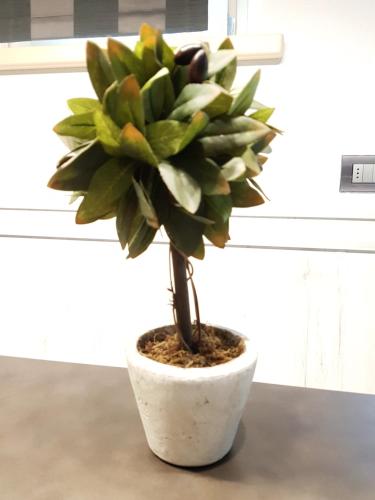 a plant in a white pot on a table at Lucas Haus in Livigno