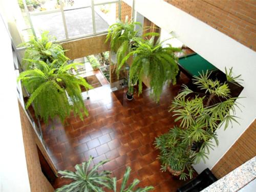 an indoor garden with potted plants on a staircase at Ancona Center Hotel in Amparo