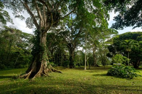 a large tree in a field with green grass at Bocawina Rainforest Resort in Hopkins
